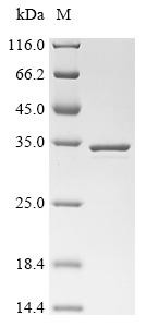 Protein translocase subunit SecA (secA), Partial, Helicobacter pylori, recombinant
