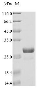 FT-like protein (FTL3), Glycine max, recombinant