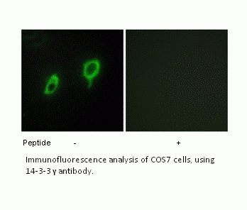 Anti-14-3-3 gamma