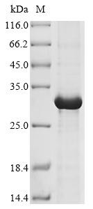 Granzyme K (GZMK), human, recombinant