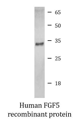 Human FGF5 recombinant protein (Active)