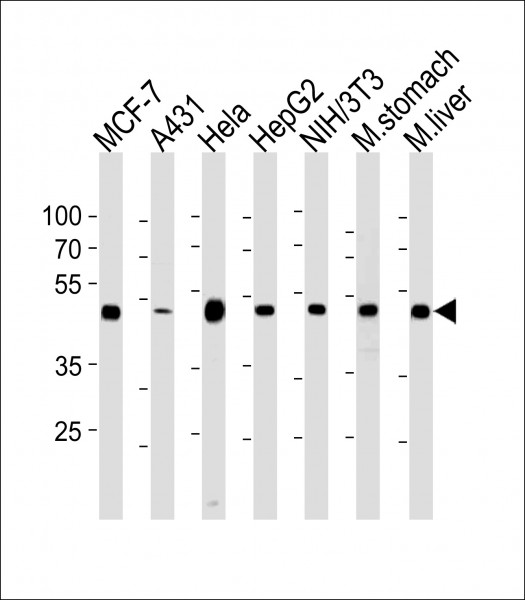 Anti-Enolase1, clone 786CT6.6.4