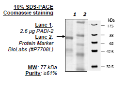 PADI-2 Human Recombinant Protein