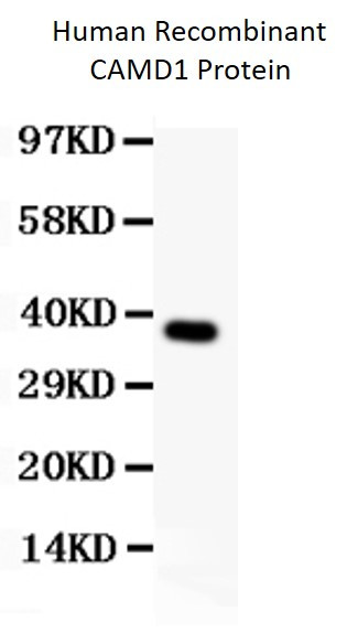 Anti-CAMD1