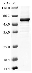 At1g09870/F21M12_26 (At1g09870), Arabidopsis thaliana, recombinant