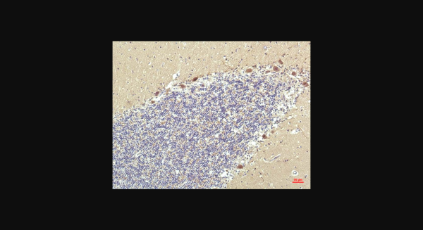 Anti-PPAR Delta (2F9), monoclonal
