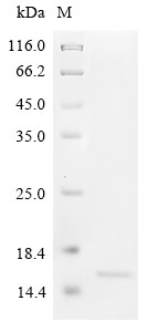 Pollen allergen Dac g 3, partial, Dactylis glomerata, recombinant