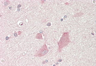 Anti-NMNAT2 (human), clone Nady-1