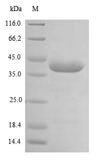 Platelet glycoprotein VI (Gp6), partial, mouse, recombinant