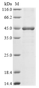 Artemin (ARTN), human, recombinant