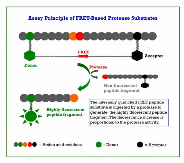 FRET-Mechanisms-of-Covidyte