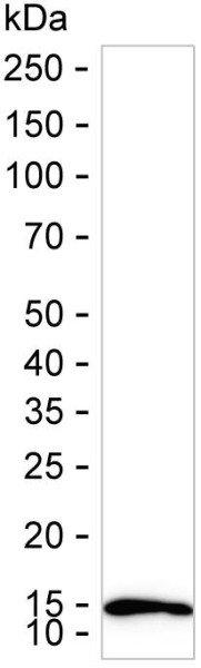 Anti-Cystatin-A