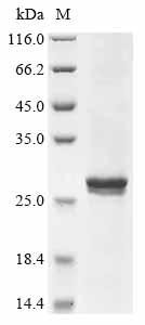 Apoptosis regulator Bcl-2 (Bcl2), rat, recombinant