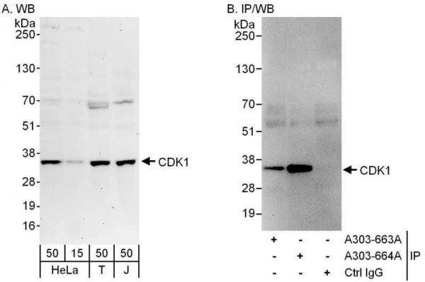 Anti-CDK1