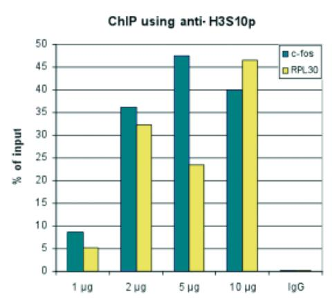 Anti-H3S10p