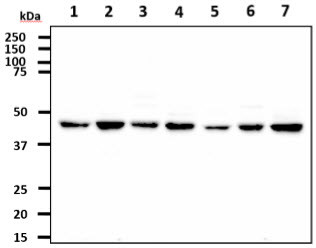 Anti-CtBP1, clone 4D6