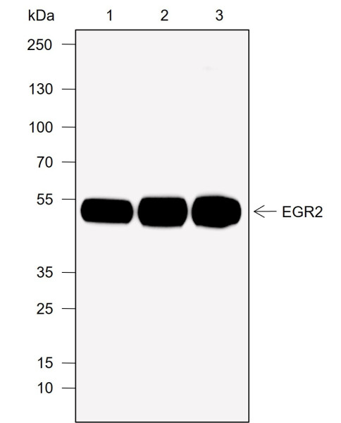 Anti-Recombinant EGR2, clone A776