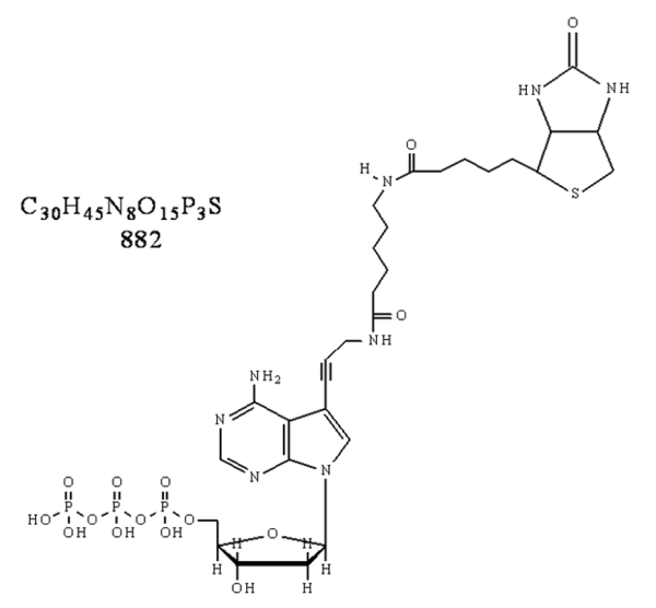 Biotin-11-dATP