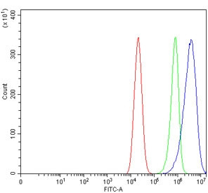 Anti-ZNF609 / KIAA0295