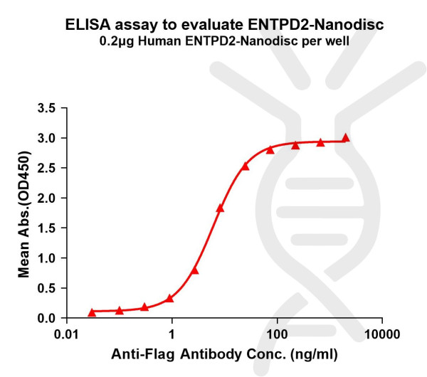 ENTPD2 (human) full length protein-synthetic nanodisc