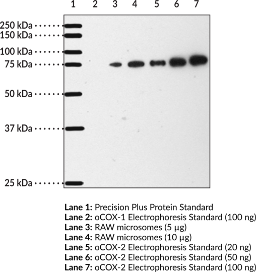 Anti-COX-2 (mouse) (aa 570-598)