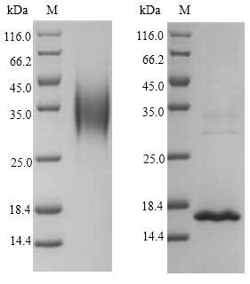 Interleukin-4 (IL4), Macaca fascicularis, recombinant