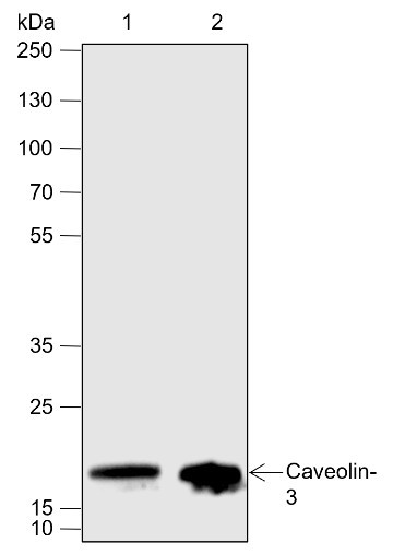 Anti-Recombinant Caveolin-3, clone A631