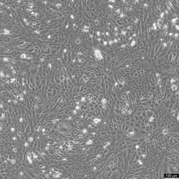 RF/6A Cells