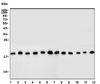 Anti-Inhibitor of DNA binding 2 / ID2