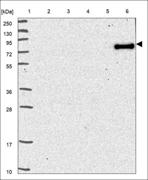 Anti-TLR10