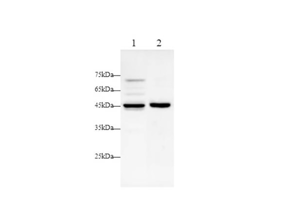 ANGPTL4 Polyclonal antibody