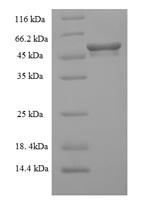 Mixed lineage kinase domain-like protein (Mlkl), mouse, recombinant