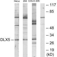 Anti-DLX5
