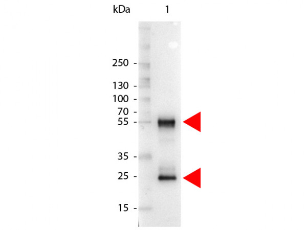Anti-Mouse IgG (H&amp;L) [Rabbit] (Min X Human serum proteins) Alkaline Phosphatase conjugated