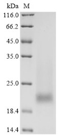 Prostate stem cell antigen (PSCA), human, recombinant