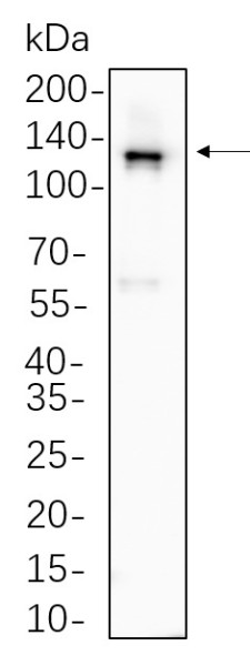 Anti-Recombinant Vinculin, clone 10F9