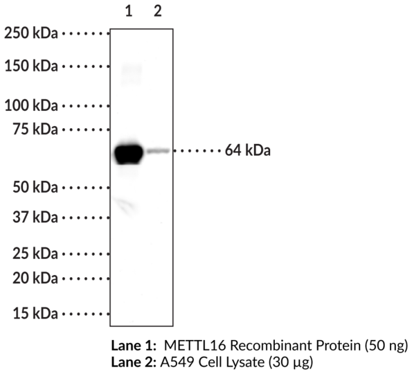 Anti-METTL16 Monoclonal Antibody (Clone 4C9)