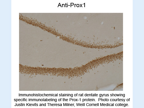 Anti-Prox1, clone 5G10