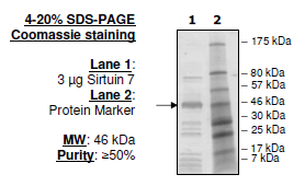 Sirtuin 7, FLAG-tag