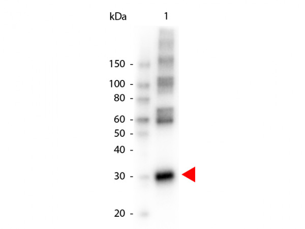 Anti-L-ASPARAGINASE, Peroxidase Conjugated