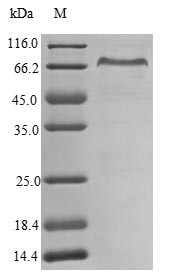 Retina-specific copper amine oxidase (AOC2), human, recombinant