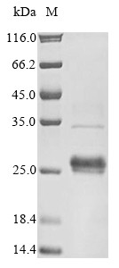 Iron-sulfur cluster assembly enzyme ISCU, mitochondrial (ISCU), human, recombinant