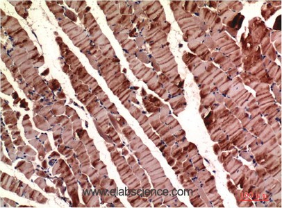 Anti-ACTA1, clone 2H3