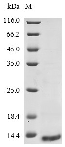 C-C motif chemokine 1 (CCL1), human, recombinant