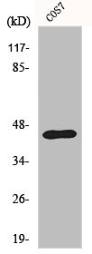 Anti-EFNB1
