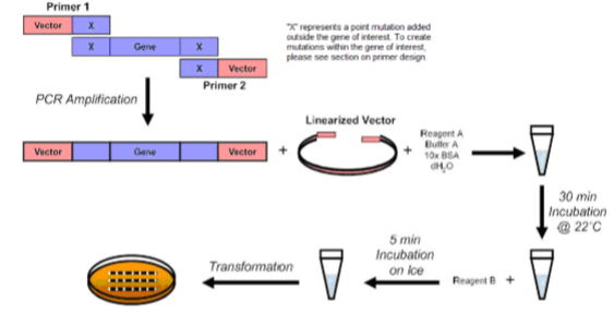 Fast and Efficient Mutagenesis Kit without Competent Cells