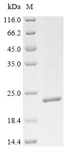 Outer-membrane lipoprotein carrier protein (lolA), Klebsiella pneumoniae, recombinant