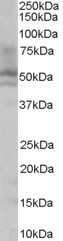 Anti-HNF4 alpha, N-terminal