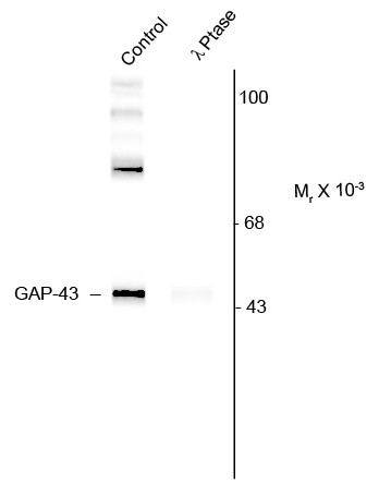 Anti-phospho-GAP43 (Ser41)