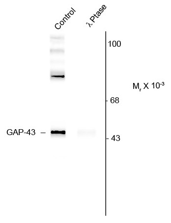 Anti-phospho-GAP43 (Ser41)